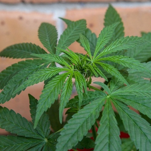 Ministerium bestätigt: Kein Cannabis-Anbau im Kleingarten    