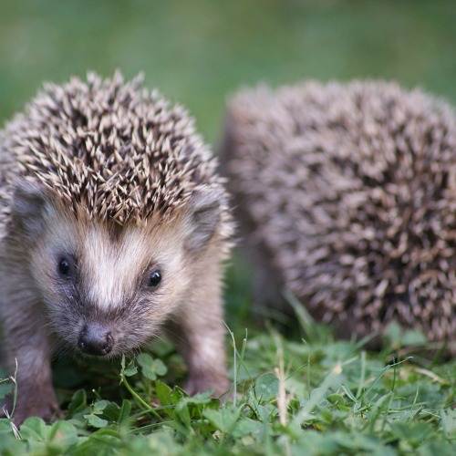 Der Igel im Kleingarten